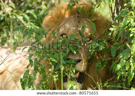 a male lion looking straight at the camera hidden in bushes in Kenya