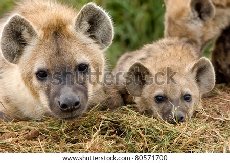 Cute Hyena