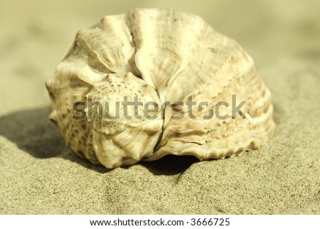 seashell  (special sepia toned ,focus point on nearest part of seashell)