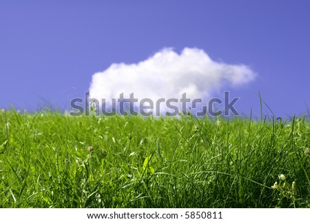 summer field (fresh meadow, focus point on nearest grass)