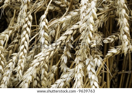 harvest background (special photo f/x,selective focus)