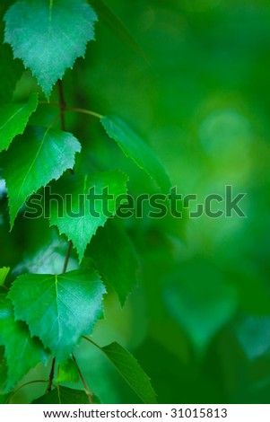 foliage (selective focus on left part of photo ( nearest leaf))