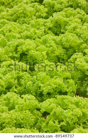 Green Lettuce Background