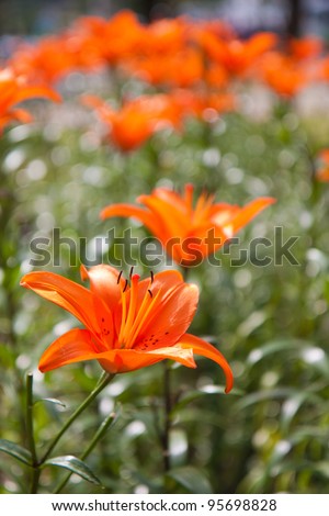 Orange Lily Flower Background