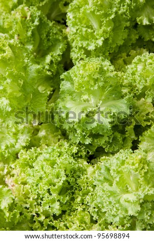 Vertical lettuce background