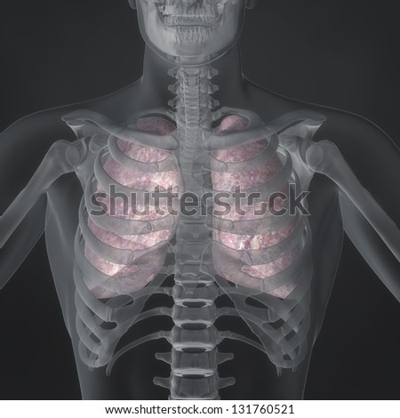 An Illustration of a man\'s anatomy showing the lungs in an x-ray style.