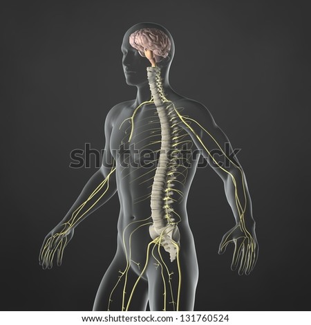 An Illustration of a man\'s anatomy showing the sympathetic nervous system in an x-ray style.