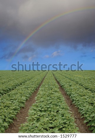 strawberry field & rainbow