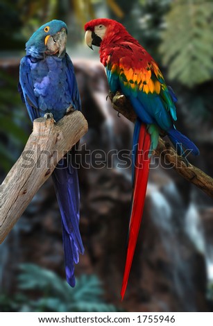 Hyacinth+macaw+parrots