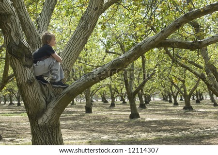 Boy sitting in a tree enjoying nature in an orchard