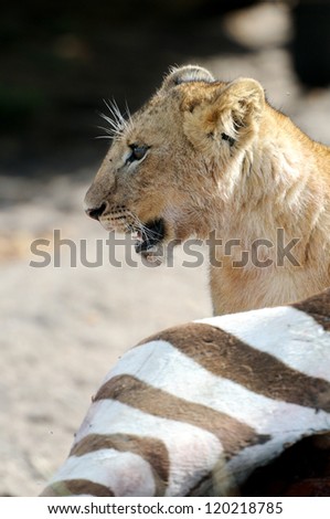 Close up portrait off beautiful little lion eating zebra, Masai Mara, Kenya