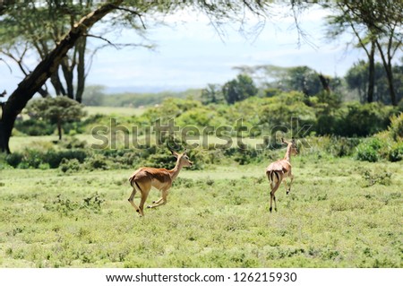 Impala antelopes  running in the  Crescent Island Lake Naivasha in Kenya, Africa