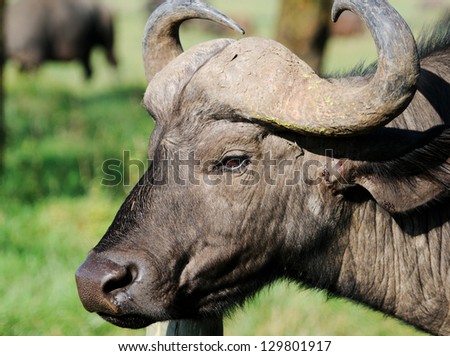 A WILD African buffalo portrait, Lake Nakuru, Kenya