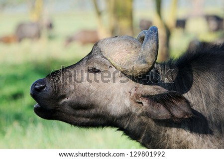 A WILD African buffalo portrait, Lake Nakuru, Kenya