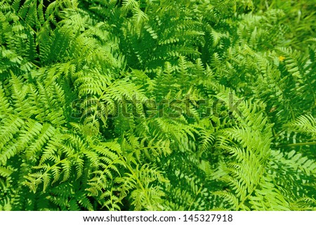 Fern plants creating a fern background pattern.
