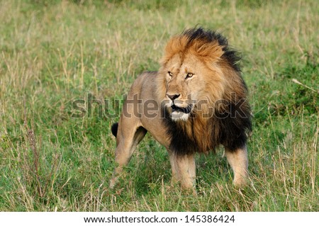 Big male African lion, Masai Mara, Kenya