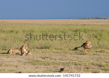 Lion female with young cubs, Masai Mara, Kenya