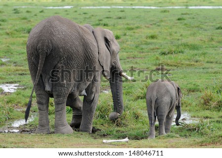 An African elephant mom walking together with her cute little baby