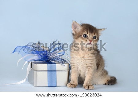 Cute somali kitten sitting near a present box on blue background