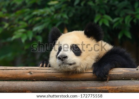 Giant panda bear resting at Chengdu, China