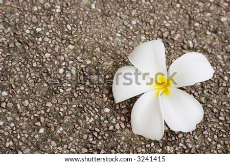 Closeup of a white frangipani flower laying on a rocky surface
