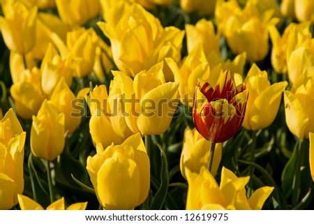 One Red and Yellow Tulip between Yellow tulips