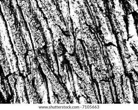 Bark Vector