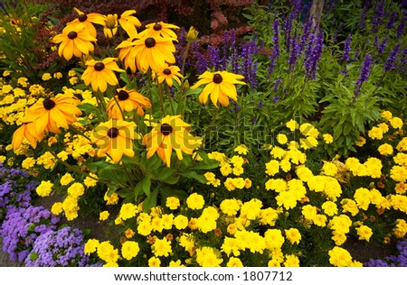 Yellow and purple flowers in Vancouver Queen Elizabeth Park. More with keyword group14h.