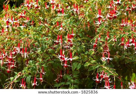 Red bell flowers in Vancouver Queen Elizabeth Park. More with keyword group14h
