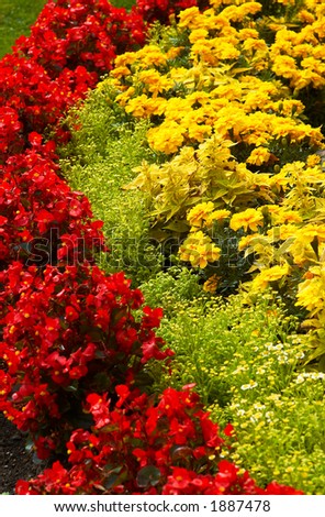 Red and yellow flowers in Vancouver Queen Elizabeth Park. More with keyword group14h