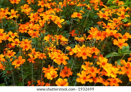 Orange flowers under water in Vancouver Queen Elizabeth Park. More with keyword group14h