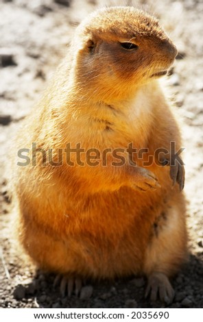 Prairie dog in Minnesota Zoo. More with keyword group17