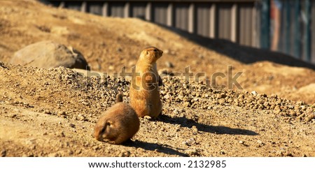 Two prairie dogs in Minnesota Zoo. More with keyword group17