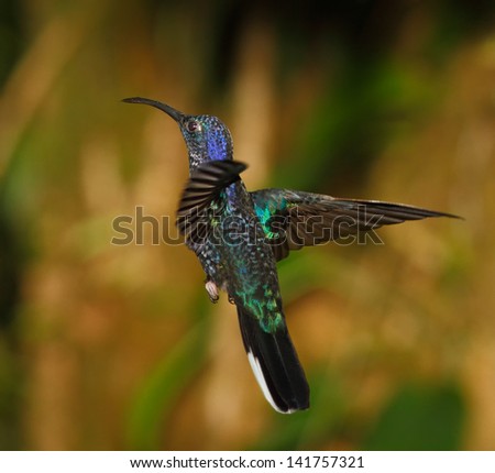 Violet Sabrewing hummingbird flying, Costa Rica cloud forest
