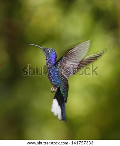 Violet Sabrewing hummingbird flying, Costa Rica cloud forest