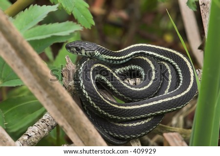 Garden Snake Stock Photo 409929 : Shutterstock