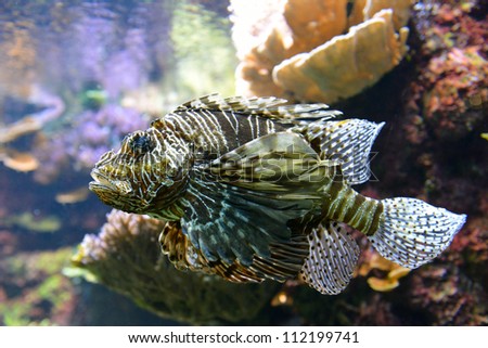 close up of poisonous lion fish or scorpion