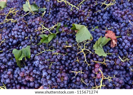 grapes for red wine at the winery