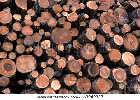 larch logs at logging in the autumn forest