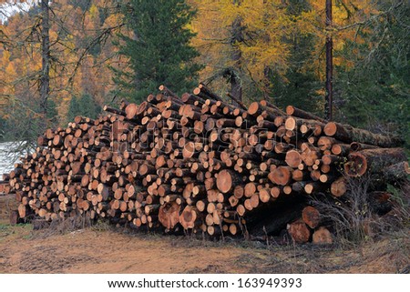 larch logs at logging in the autumn forest