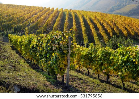 panorama of autumn vineyards in Italy, Piedmont