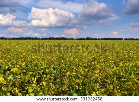 Ripe soybeans on the field ready to harvest