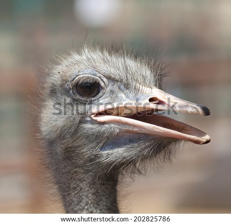 Ostrich head profile closeup