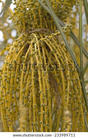 Female dates flowers coming out of the spathe in a date palm at shallow depth of focus