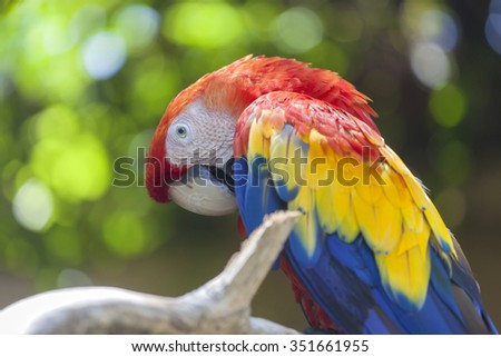 colorful red-yellow-blue parrot at Bali Birds Park, Indonesia