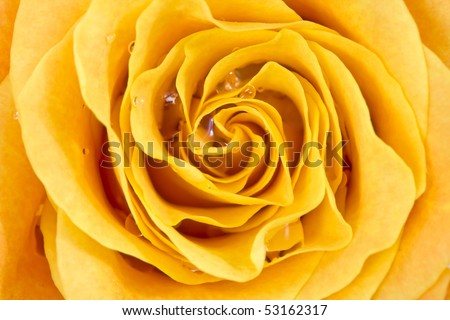 fresh beautiful orange rose, close up