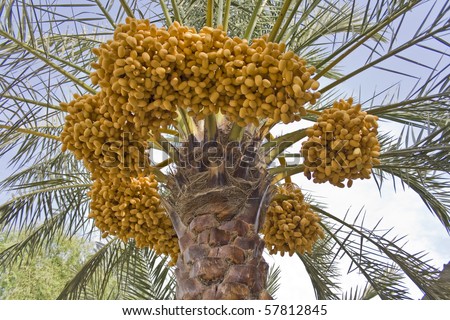 Date palm tree with unripe dates