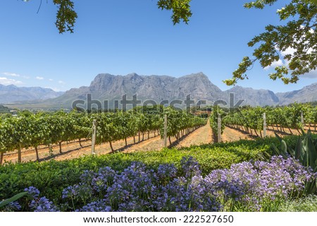 Grape wineland countryside landscape background of hills with mountain backdrop in Cape Town South Africa