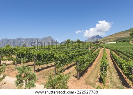 Grape wineland countryside landscape background of hills with mountain backdrop in Cape Town South Africa