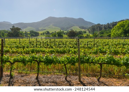 Constantia grape wineland countryside landscape background of hills with mountain backdrop in Cape Town South Africa